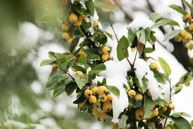 张北草原|受强冷空气影响，全国多地迎入秋后首场降雪