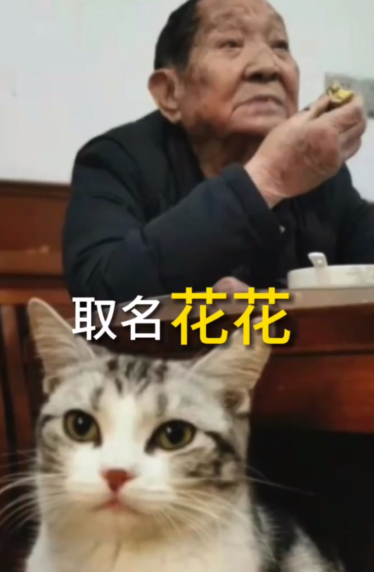 亩产|袁隆平的猫还在等他回家 如今＂花花＂长大了,水稻产量也屡创新高