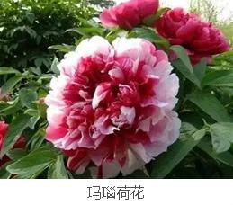 IMG90b11c9b88aa59059115769.png