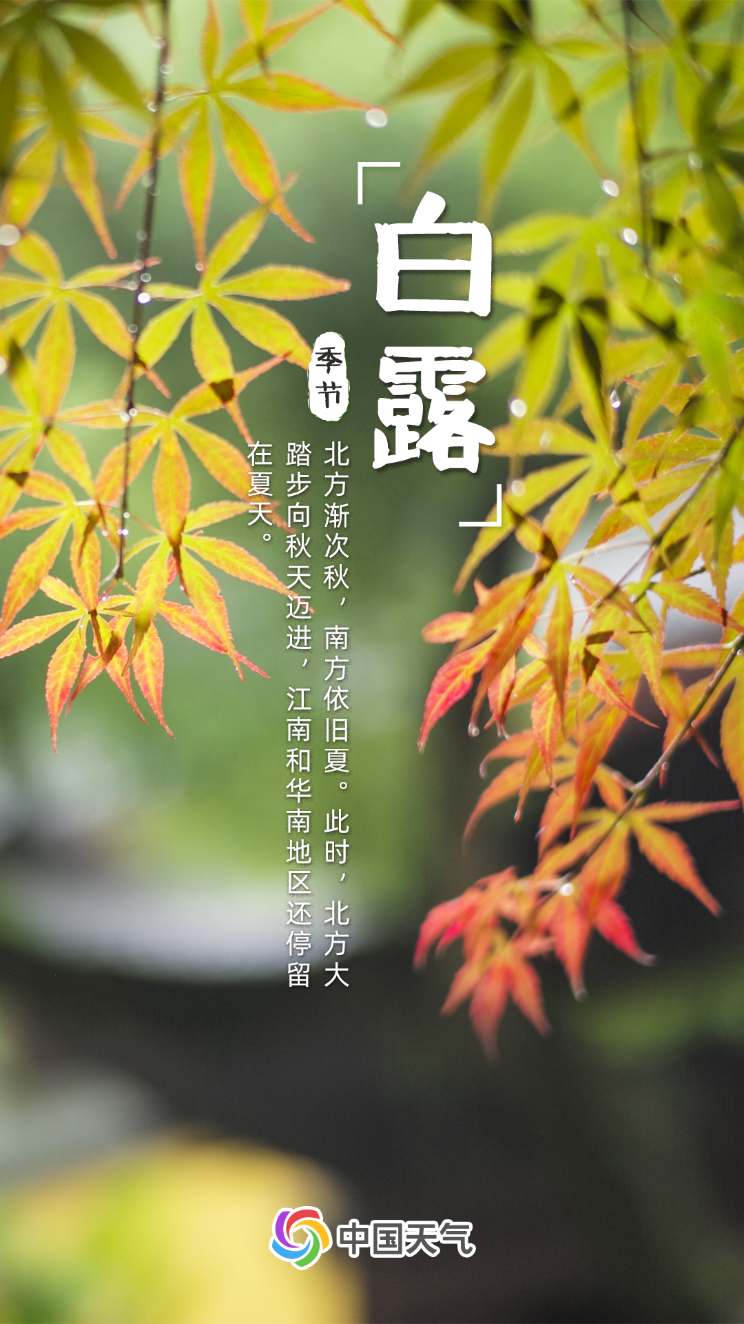 白露节气代表性植物图片