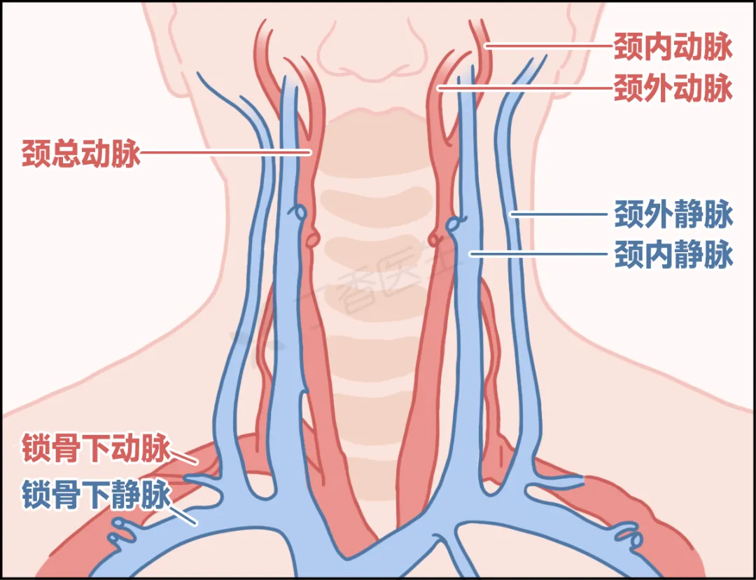 https://p4.img.cctvpic.com/photoworkspace/contentimg/2026/08/13/2026081316345597893.png