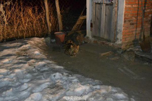 6日晚18时30分许，吉林珲春马滴达边防派出所接到报警，称曙光村发现疑似猛兽。边防民警赶到后，确认是一只幼年野生东北豹，看起来体力不支，在村中逗留。当地林业部门紧急前往救助，喂食后准备放归山林。该村地处自然保护区，常有野生东北虎豹出没。