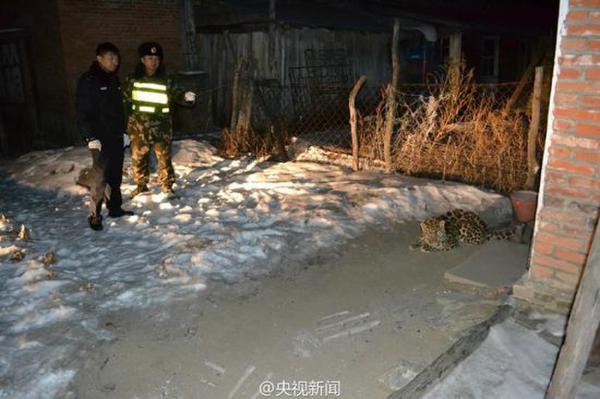 6日晚18时30分许，吉林珲春马滴达边防派出所接到报警，称曙光村发现疑似猛兽。边防民警赶到后，确认是一只幼年野生东北豹，看起来体力不支，在村中逗留。当地林业部门紧急前往救助，喂食后准备放归山林。该村地处自然保护区，常有野生东北虎豹出没。
