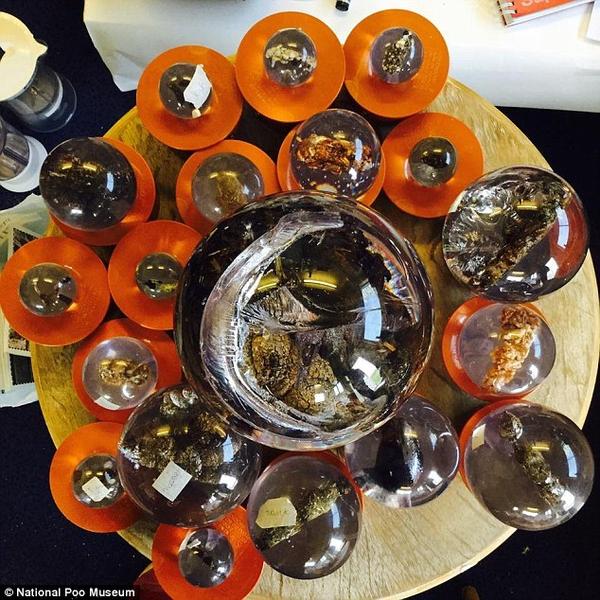 英国现首家便便博物馆 展示18种粪便标本